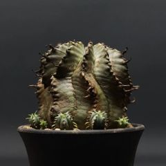"Euphorbia horrida alba" ユーフォルビア ホリダ アルバ 管理2168