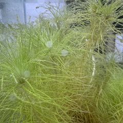 ケヤリ サンベネジット（水中葉）2本+おまけ1本