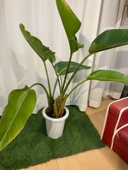 オーガスタ A12 室内 現物販売 観葉植物 インテリア