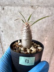 【現品限り】パキポディウム・グラキリス【A13】 Pachypodium gracilius【植物】塊根植物 夏型 コーデックス