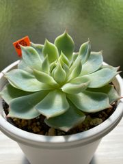 【多肉植物】ロンリーハート　韓国苗　エケベリア