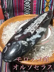 2025年最新】Orthocerasの人気アイテム - メルカリ