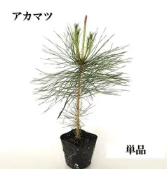 【赤松一年生/苗木】縁起物/天然赤松/松/里山自生/野生/一年生/苗/檜原村産 楽天市場】赤松 苗木の通販