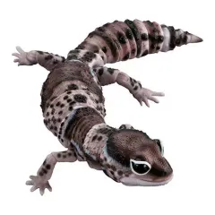 日本限定品 動物の惑星 アニマルプラネット ニシアフリカトカゲモドキ Amazon.co.jp: 限定品 アニマルプラネット 爬虫類リアル