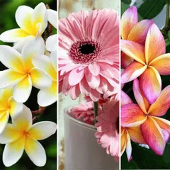 中級 フル ダイヤモンドアート キット ビーズ刺繍 プルメリア ハワイアン ガーベラ フラワー モザイクアート リハビリ 趣味 絵画 カラービーズ ハンドメイド