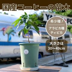 いちじくカクテルツリー ①Italian258と②BB10 いちじくカクテルツリー ①Italian258と②BB10 - メルカリ