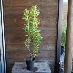 プロテア　”ネリーフォリア（ネリイフォリア）”　F　オージープランツ　現物発送