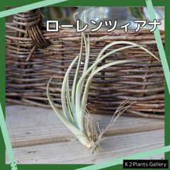【ローレンツィアナ】　エアプランツ　エアープランツ　チランジア