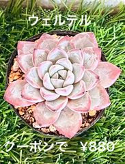 ウェルテル 多肉植物 多肉 エケベリア 紫 白粉💜
