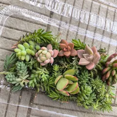 2025年最新】SUCCULENTの人気アイテム - メルカリ