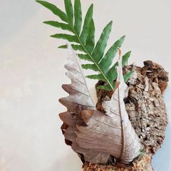 ドリナリア・クエルシフォリア シダ 着生植物 コルク板付け インテリア