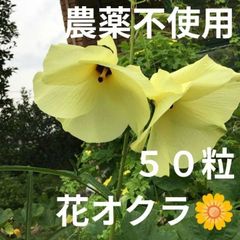 【農薬不使用】花オクラの種 ハナオクラ 食用花 エディブルフラワー