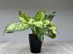 ビトロ苗 8種セット】人気 フィロデンドロンまとめ買い！無菌培養の