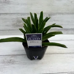 2025年最新】ソマリエンシスの人気アイテム - メルカリ