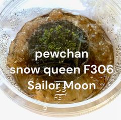 【レア！】胞子培養株| pewchan snow queen F306  Sailor Moon | 前葉体
