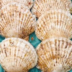冷凍　北海道産　貝ホタテ　焼き用　10枚入り