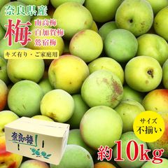 【5月下旬から順次ご発送】送料無料 訳あり 梅 南高梅 白加賀梅 鶯宿梅 奈良県 梅 梅干し 梅ジュース 梅酒 加工用 約 10kg サイズふぞろい 家庭用 訳あり ご家庭用 サイズ混合 傷モノ