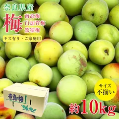 【6月初旬から順次ご発送】送料無料 訳あり 梅 南高梅 白加賀梅 鶯宿梅 奈良県 梅 梅干し 梅ジュース 梅酒 加工用 約 10kg サイズふぞろい 家庭用 訳あり ご家庭用 サイズ混合 傷モノ