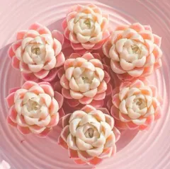 ホワイトファイア、スナグルセット抜き苗発送 メルカリで売れた抜き苗の梱包方法。必要な資材と手順、注意点を