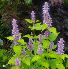 ゴールデンジュビリー　種30粒　花の種
