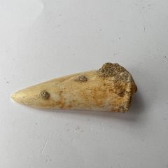 【E22357】?硬骨魚の歯化石?エンコドゥス