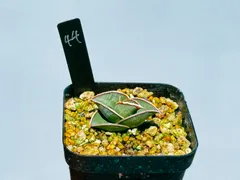 2025年最新】サンスベリア ロリダの人気アイテム - メルカリ