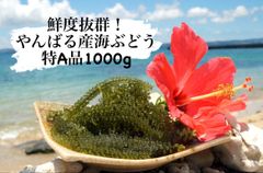 【衝撃価格】鮮度抜群！やんばる産海ぶどう茎付2000g お試し価格で激安】鮮度抜群！ やんばる産海ぶどう 茎付き300g