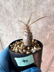 【現品限り】パキポディウム・グラキリス【A40】 Pachypodium gracilius【植物】塊根植物 夏型 コーデックス