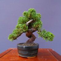 真柏　　小品盆栽／樹齢20年直送kaz