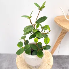 2025年最新】観葉植物 パンダガジュマルの人気アイテム - メルカリ
