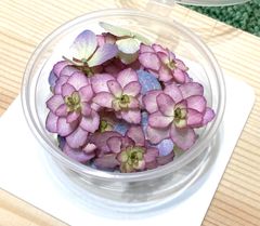 紫陽花　ドライフラワー　4セット ドライフラワー紫陽花セット4の通販 by 花紡ぎ's shop｜ラクマ