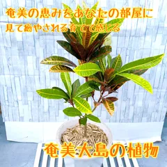 2025年最新】奄美大島ソテツの人気アイテム - メルカリ 2025年最新】奄美大島ソテツの人気アイテム - メルカリ