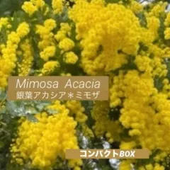 ①さくら様❤︎専用　人気　フレッシュ　ミモザ　コンパクトBOX　2月中旬〜下旬頃発送　ふわふわ〜先端つぽみまで　ふわふわミモザイエロー　可愛い　銀葉アカシアミモザ