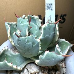 アガベ チタノタ 超OSP OSP産 - メルカリ