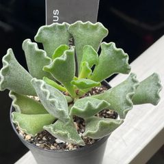 多肉植物♡白菊の舞❤︎抜き苗(根付き) - メルカリ