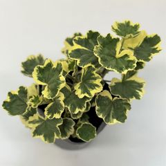 カラーリーフゼラニウム　錦秋山　天竺葵　　ガーデニング　花壇　葉　紅葉　希少品種
