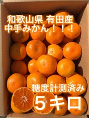 有田ミカン 5kg 【他の商品にて数量限定で清見販売中‼︎】