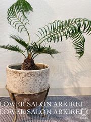 三本足ポット　鉢入り　ソテツ　蘇鉄　観葉植物　１点物　#アーキレイ