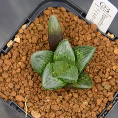 ハオルチア ナイルの一滴（二苗セット販売） Yahoo!オークション - 2 ハオルチア 多肉植物 ナイルの一滴