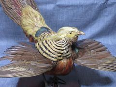 ◆【剥製】 はく製 ハクセイ 中国製 錦鶏鳥 アンティーク