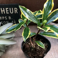 2025年最新】沈丁花 前島の人気アイテム - メルカリ