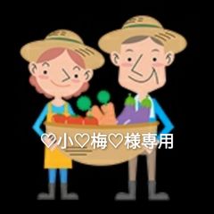 淡路島産訳あり新玉ねぎ夢玉 無農薬 高糖度 甘い 香りがいい 淡路島夢玉ファーム