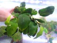 ADA アヌビアス ナナ プチ スノーフレーク 水中葉 - メルカリ