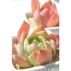 パリゴナ エケベリア 2寸ポット 弁慶草科 多肉植物 苗