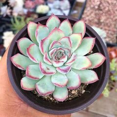 黄鶴　ハオルチア　オブツーサ錦　多肉植物 黄鶴 ハオルチア オブツーサ錦 多肉植物 - メルカリ