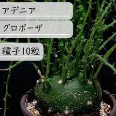 【種子】アデニア　グロボーザ　種子10粒【送料無料】