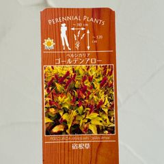 【宿根草】ペルシカリア・ゴールデンアロー　3.5号ラベル苗