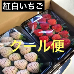 いちご　紅白
