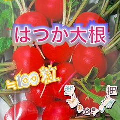 はつか大根の種
