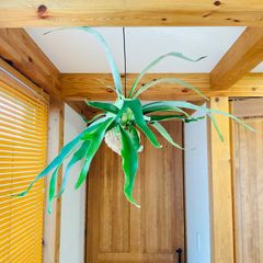 【414V】【第四種郵便発送】ベイチー（ビーチー）（Platycerium veitchii） の苔玉
